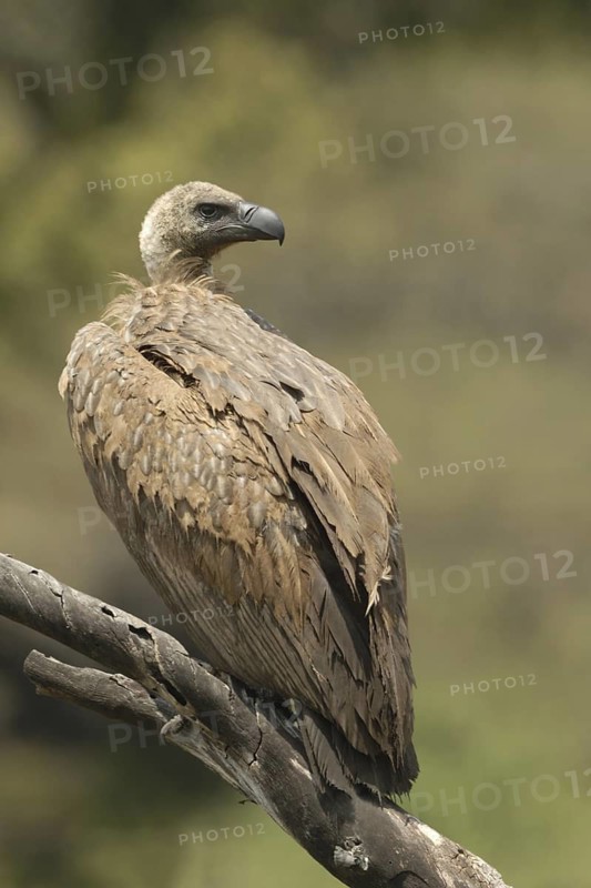 White-backed Vulture (Gyps africanus)
