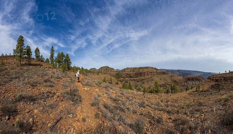 Hikers in the pine forest of the Palmitos Mountains, Gran Canaria, Canary Islands, Spain