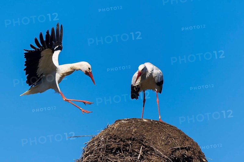A stork jumps with spread wings over a nest, white stork (Ciconia ciconia), wildlife, Germany