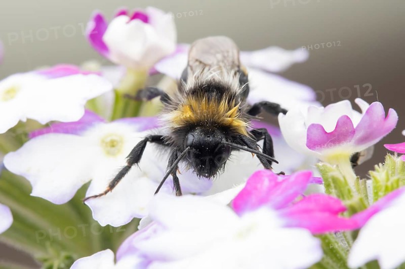 Buff tailed bumblebee (Bombus terrestris) adult bee on a flower in an urban garden in summer, England, United Kingdom