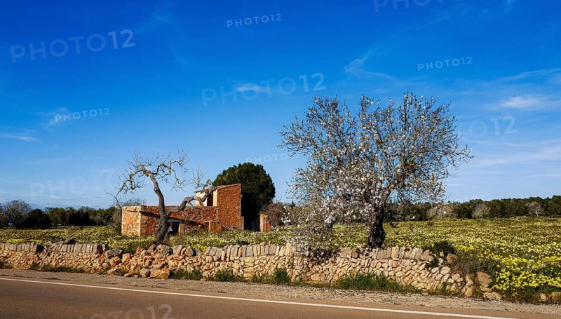 Landscape and nature in February, Majorca, Spain