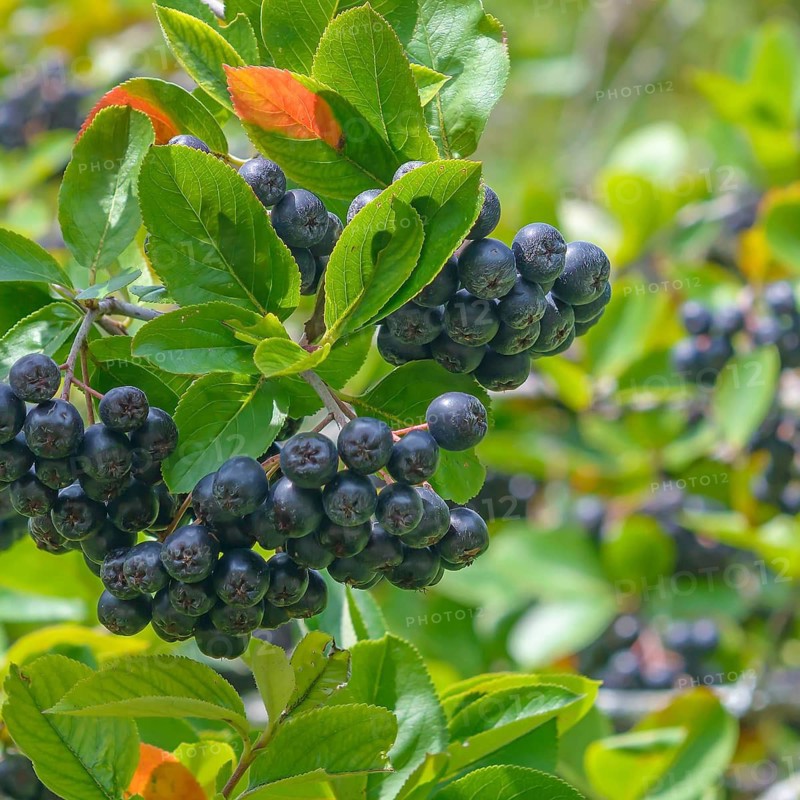 Chokeberry (Aronia × prunifolia 'Viking'),  Germany