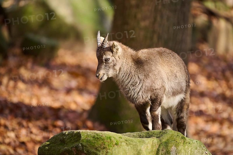 Alpine ibex (Capra ibex) youngster standing on a rock in autumn, Bavaria, Germany