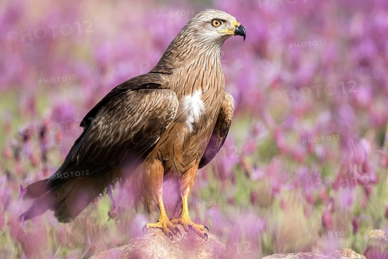 Black Kite (Milvus migrans), Madrid, Spain