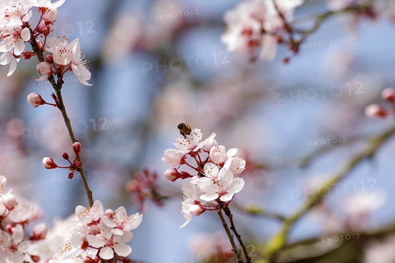 Cherry plum (Prunus cerasifera), blossoms, bee, nectar, spring