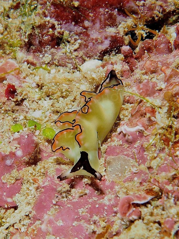 Colourful sea snail, sapsucker, velvet snail (Elysia), on pink background, artfully hidden in nature, dive site Abu Dabab, Red Sea, Egypt