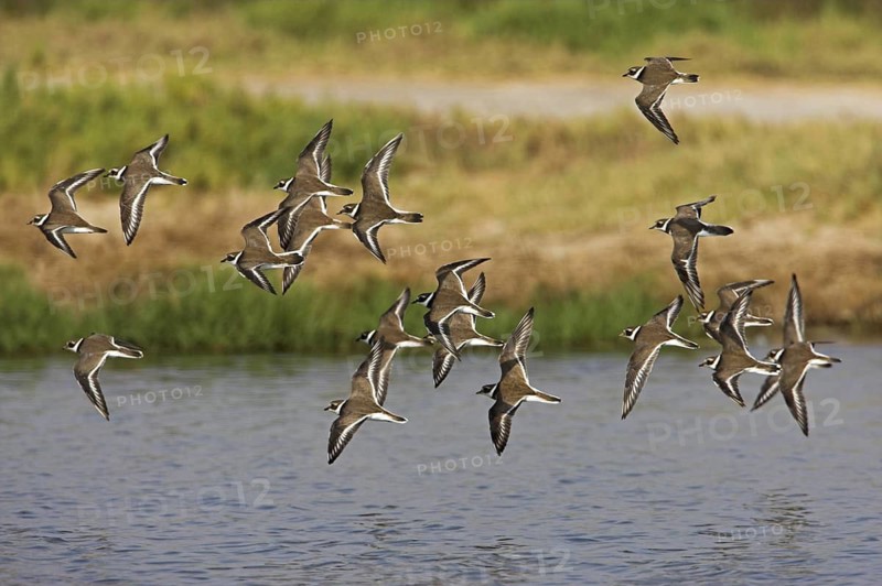 Common Ringed Plover (Charadrius hiaticula) flying, Oman
