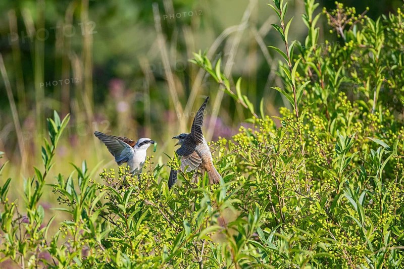 Red-backed shrike (Lanius collurio) Juvenile and adult bird Germany