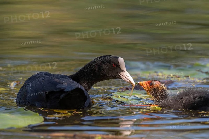 Eurasian burbot (Fulica atra) feeding its chicks. Bas Rhin, Alsace, France