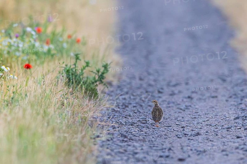 Grey partridge (Perdix perdix) lone young bird walking alone on a gravel path next to a flowering strip at the edge of a field in summer, Hesse, Germany