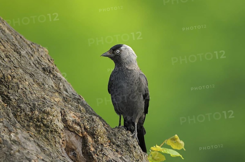 Dohle (Corvus monedula), Jackdaw, Altvogel an der Bruthoehle, Mai, Borken, Muensterland, Nordrhein-Westfalen, Deutschland