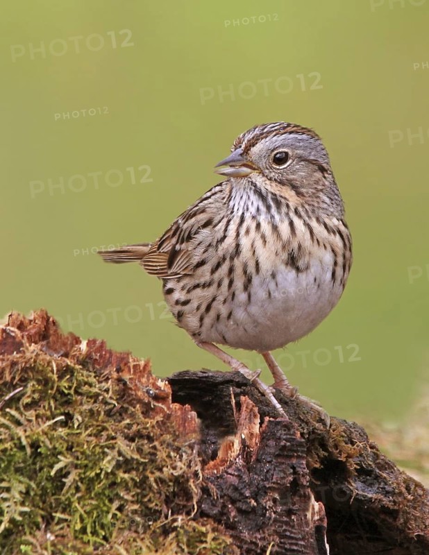 Lincoln's Sparrow (Melospiza lincolnii), Saskatchewan, Canada