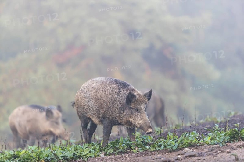 Three wild boar or wild pig (Sus scrofa), standing on a meadow with little vegetation and a green forest and fog in the background