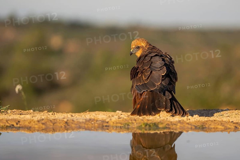 A majestic Golden Eagle rests near a tranquil water source, its reflection mirroring its exquisite brown and golden plumage amidst a backdrop of verdant nature