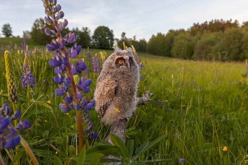 One young long-eared owl (Asio otus), sitting on a branch that is lying in a field of flowering lupines. Wide angle scene in late light