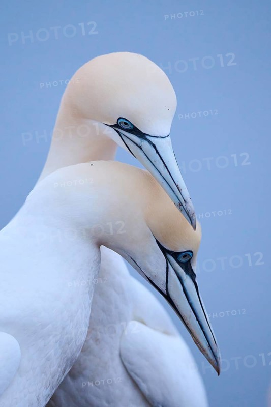 Northern gannet (Morus bassanus) couple greeting each other, portrait, wildlife, Helgoland, Germany
