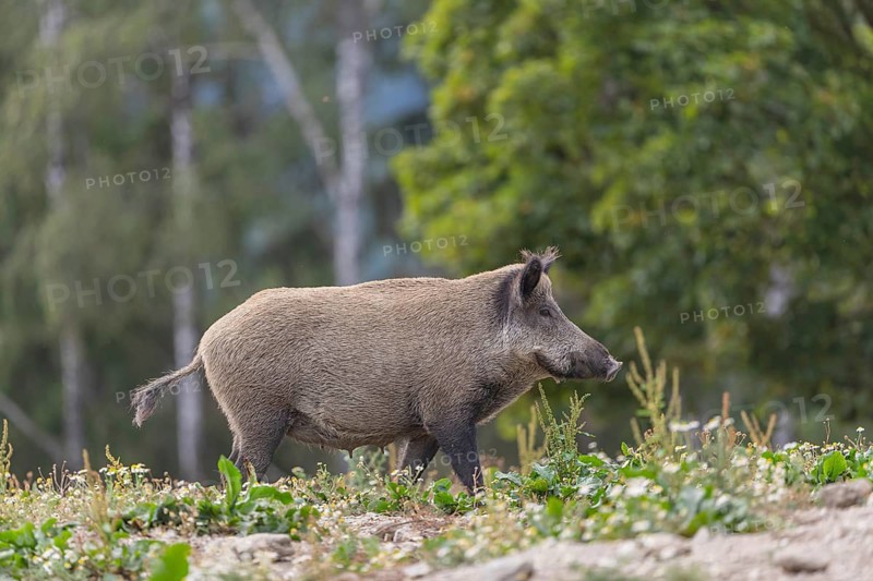 One adult wild boar or wild pig (Sus scrofa) searching for food on a flowering meadow in late afternoon light with a forest in first autumnal colours in the background