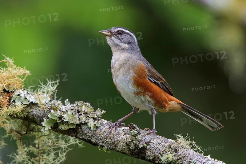Gray-throated Warbling Finch (Poospiza cabanisi) perched on a branch in the Atlantic rainforest of southeast Brazil