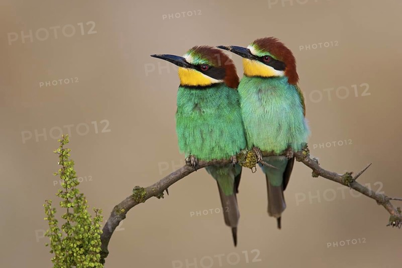European Bee-eater (Merops apiaster) pair, Lake Neusiedl, Austria