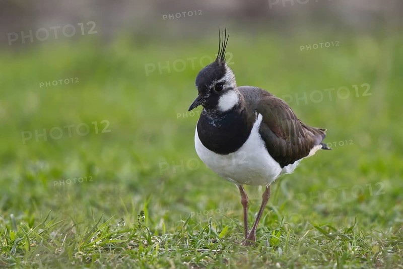 Northern Lapwing (Vanellus vanellus) female, North Rhine-Westphalia, Germany
