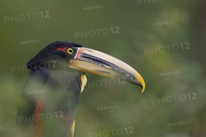 Pale-mandibled Aracari (Pteroglossus erythropygius), Pichincha, Ecuador
