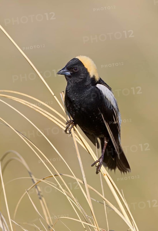 Canada, Manitoba, June, breeding male