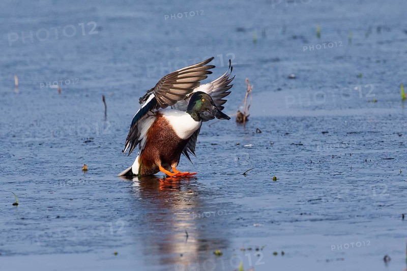 Northern Shoveler (Anas clypeata), male duck or drake about to land on frozen lake, island of Texel, Holland