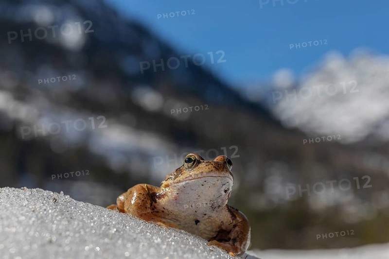One common frog, Rana temporaria, sitting on snow in early springtime, heading for the mating pond. Mountains in the distant background