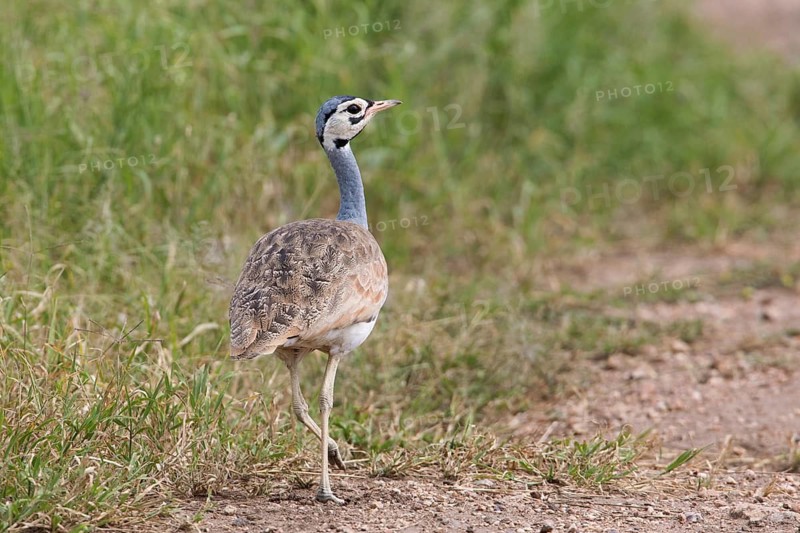 White-bellied Bustard (Eupodotis senegalensis) female, Serengeti, Tanzania