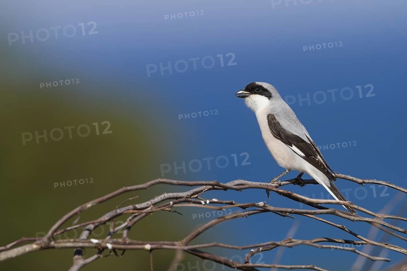 Lesser Grey Shrike - Schwarzstirnwürger - Lanius minor ssp. minor, Cyprus, adult male