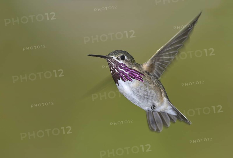 Calliope Hummingbird (Selasphorus calliope), Canada