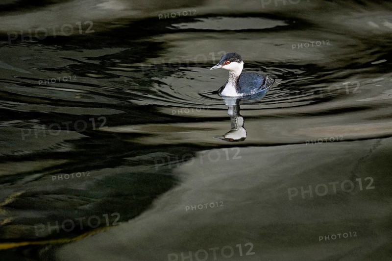Slavonian grebe (Podiceps auritus), adult, in a white plumage, winter plumage, swimming in Lake Zug, Switzerland