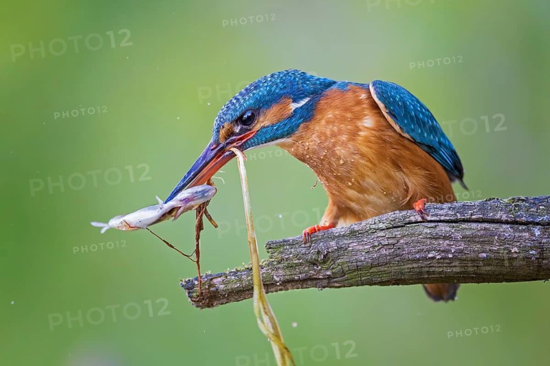 Common Kingfisher (Alcedo atthis) female with fish prey in its beak, Saxony-Anhalt, Germany