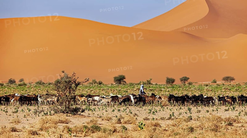 Shepherd with herd of goats along the vast sand dune landscape under a blue sky, goatherds in the Sahara in Algeria