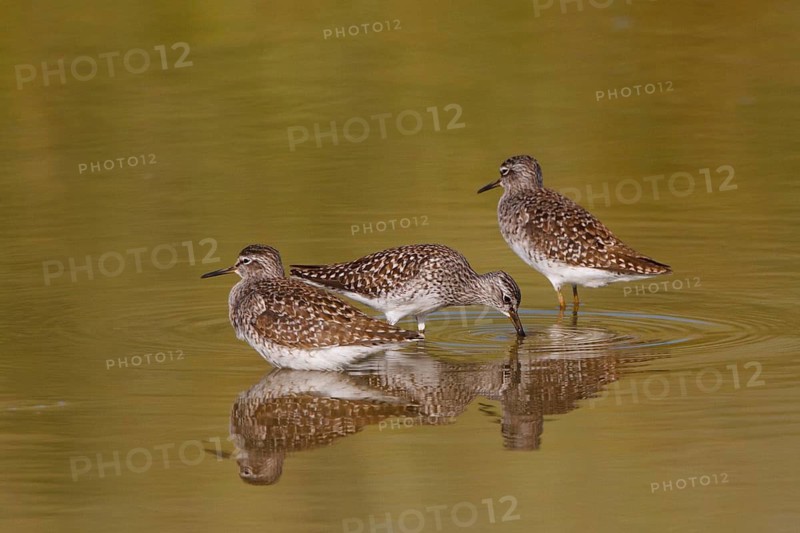 Wood Sandpiper (Tringa glareola) foraging, Greece