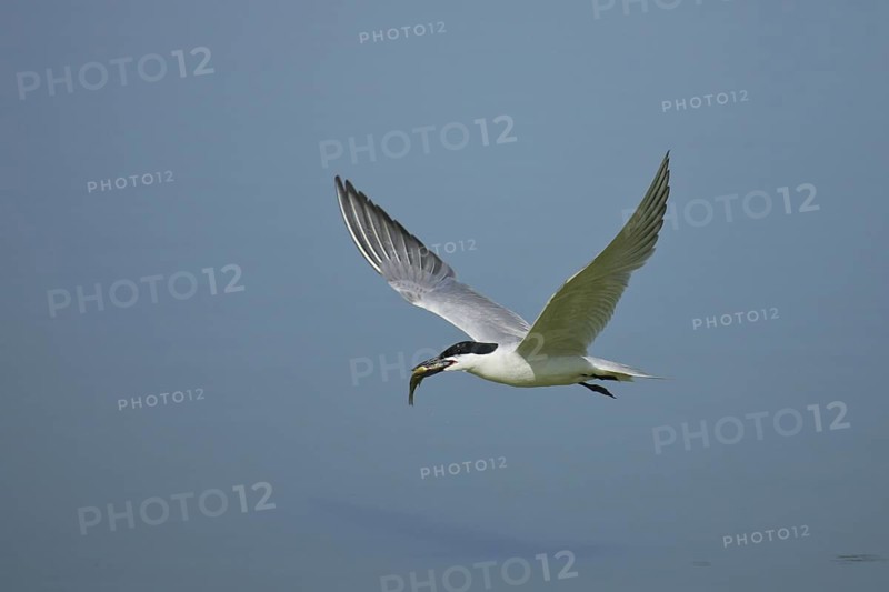 Gull-billed Tern (Gelochelidon nilotica) flying with fish in beak, Valencia, Spain