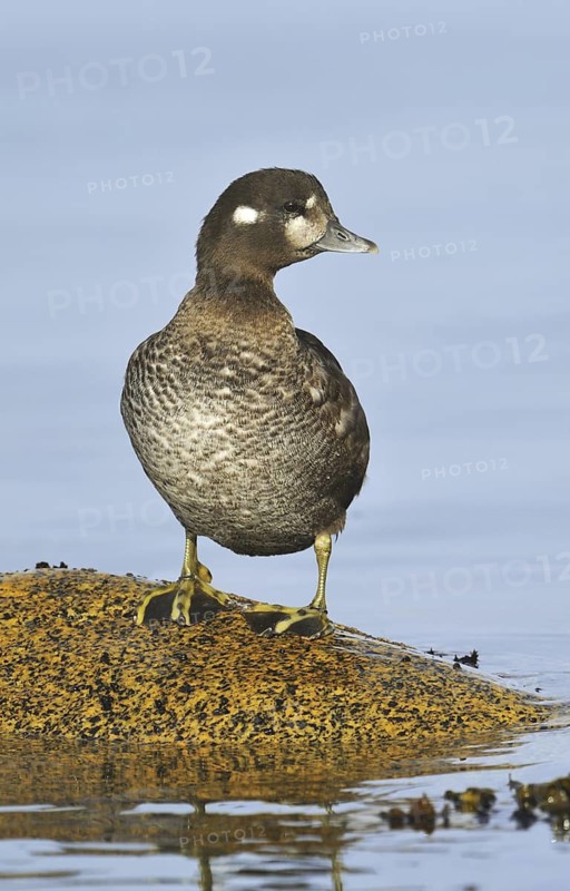 Harlequin Duck (Histrionicus histrionicus) female, British Columbia, Canada
