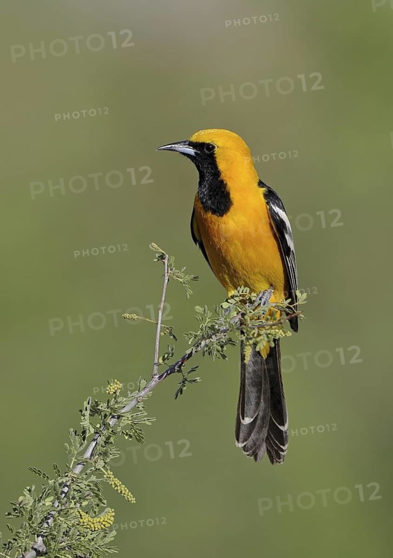 Hooded Oriole (Icterus cucullatus) male, Arizona, USA