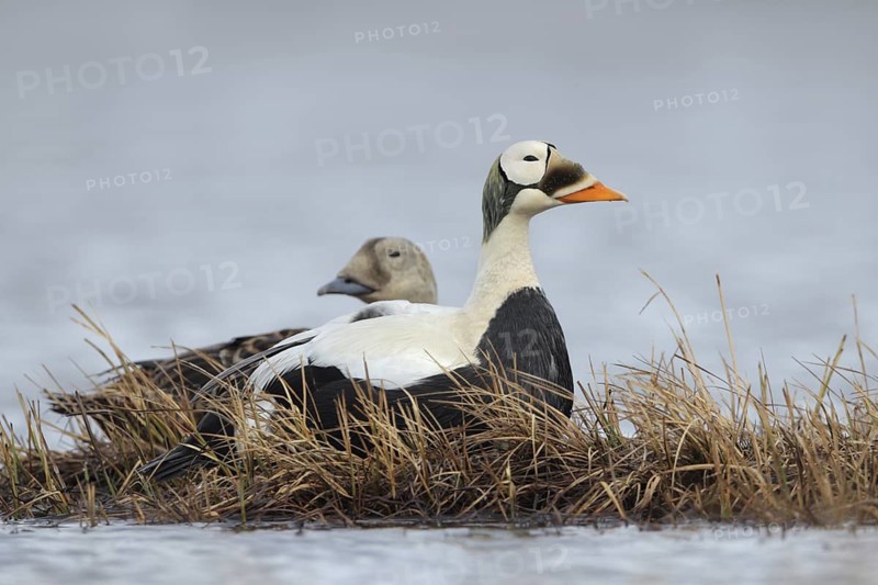 Spectacled Eider (Somateria fischeri), Alaska, USA