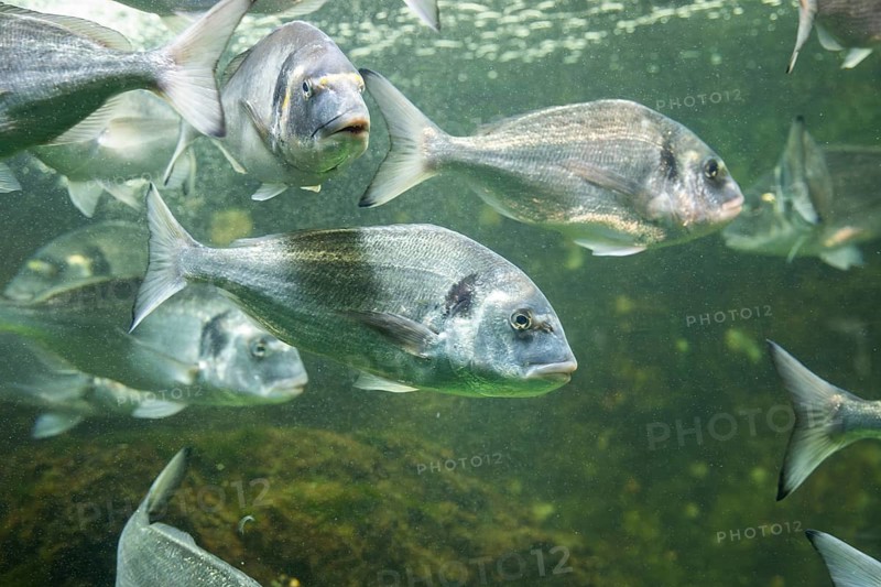 Gilt-head bream (Sparus aurata) swimming under water, captive, Germany