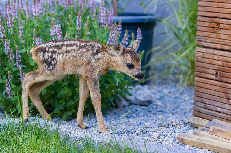A fawn (Capreolus capreolus), standing in a garden. Hand raised orphan