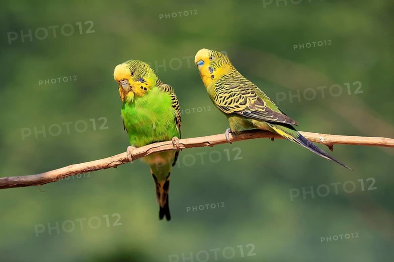 Budgerigar (Melopsittacus undulatus), adult, pair, male, female, two, in perch, Australia