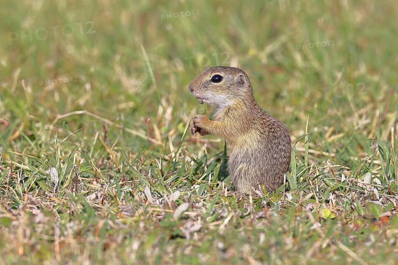 European ground squirrel (Spermophilus citellus) in a meadow, Burgenland Austria