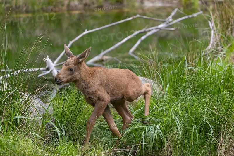Two baby moose or elk, Alces alces, (19 days old, born May 8, 2020) standing on a meadow with fresh green grass. A little pond in the background