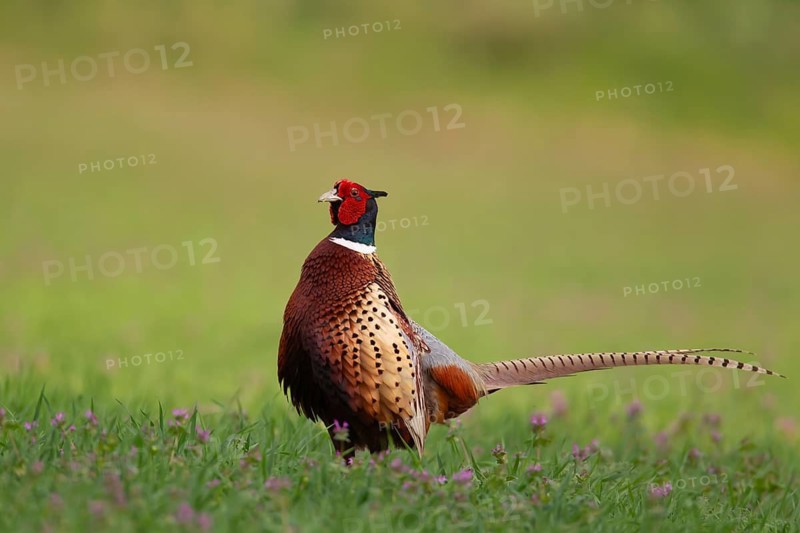 Common or Ringed-necked pheasant (Phasianus colchicus) adult male bird in a farmland cereal field, England, United Kingdom