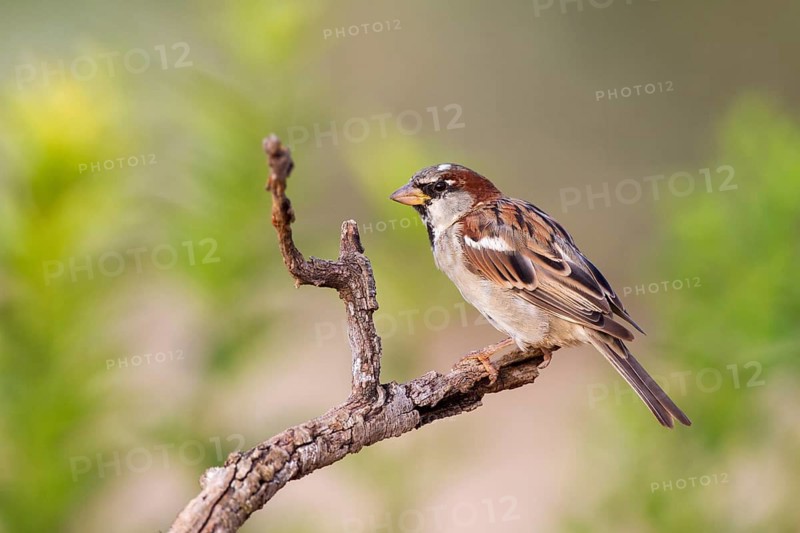 House Sparrow (Passer domesticus) male, Alicante, Spain
