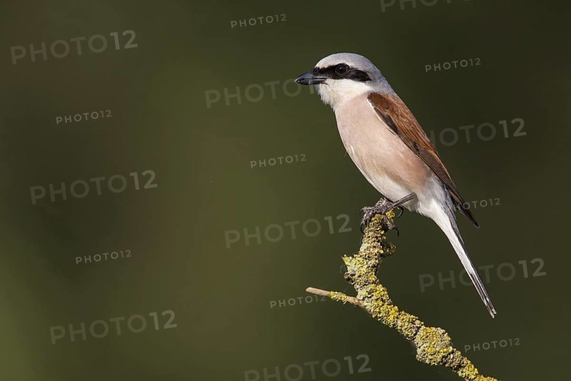 Red-backed shrike (Lanius collurio), animals, birds, shrike family, on a perch, Worms district, Rhineland-Palatinate, Federal Republic of Germany