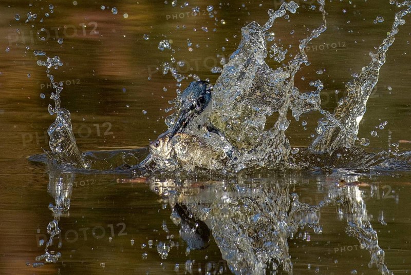 Belted Kingfisher (Megaceryle alcyon) female hunting, with fish prey in beak, Texas, USA