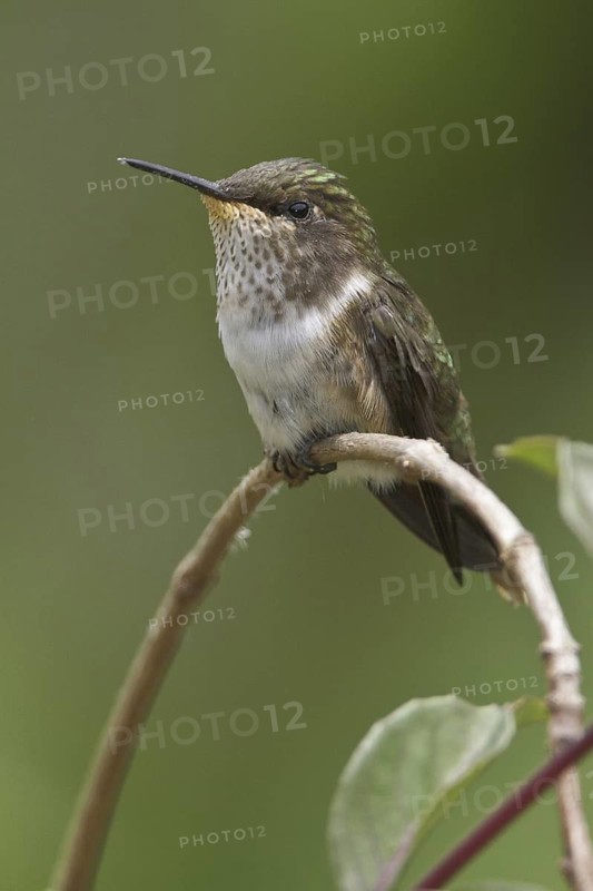 Scintillant Hummingbird (Selasphorus scintilla), Costa Rica