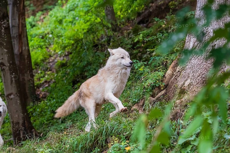 One adult Arctic wolf (Canis lupus arctos) walking through the green undergrowth of a forest on hilly ground